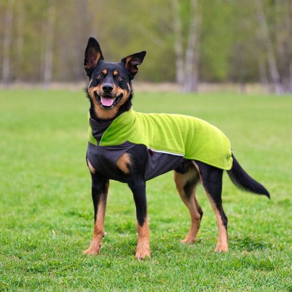 Jumppapomppa koiran takki värissä lime