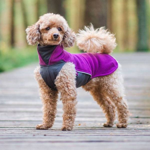 Jumppapomppa takki koiralle värissä liila