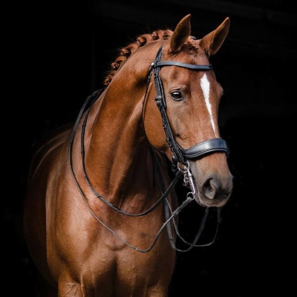 Presteq kankisuitset hevoselle ovat anatomisesti muotoillut ja istuvat kauniisti hevosen päähän