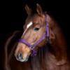 Horse Guard Diya Riimu Liila