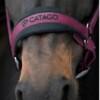 Catago FIR-Tech Riimu