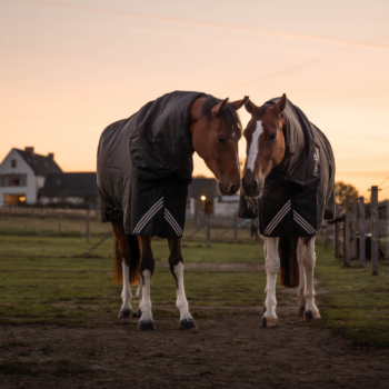 Asiakastarina Equine American Glucosaminesta