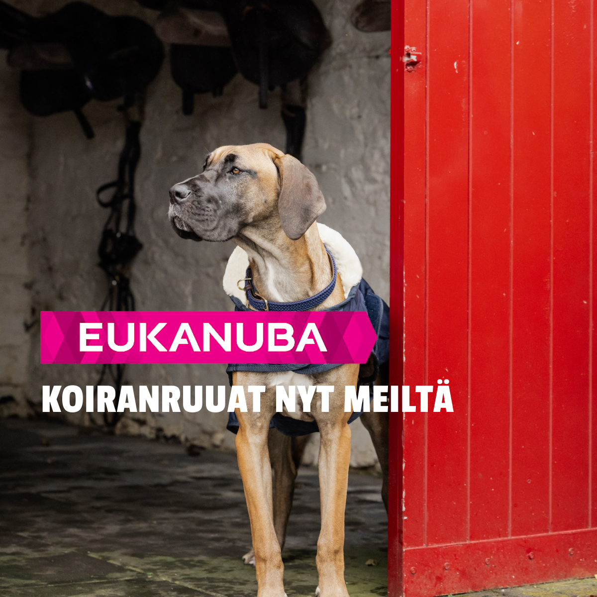 Suosittu Eukanuba koiranruoka – Laadukasta ravintoa koiralle