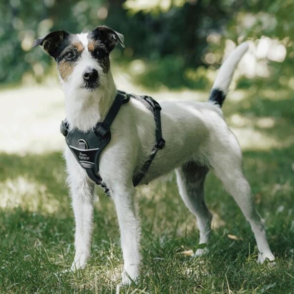 Eskadron x Hunter Motion Reflect Heijastavat Koiran Valjaat